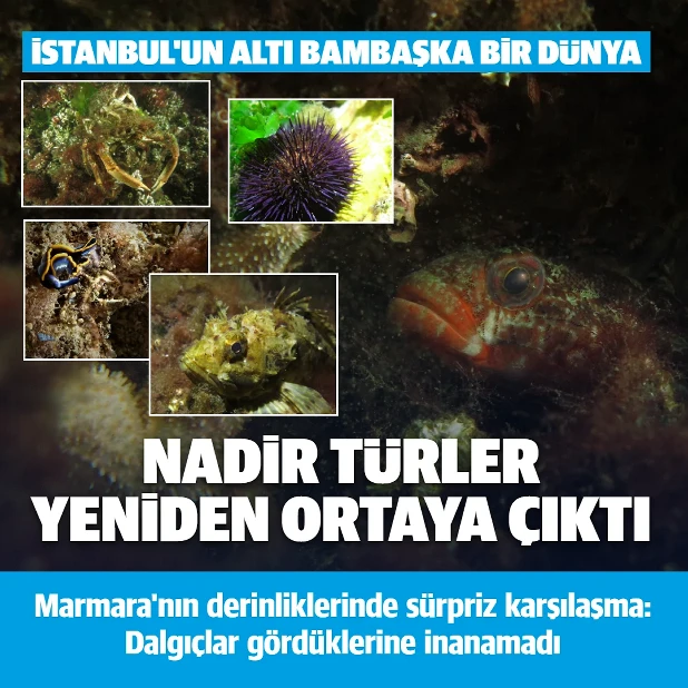 Marmara'nın derinliklerinde sürpriz karşılaşma