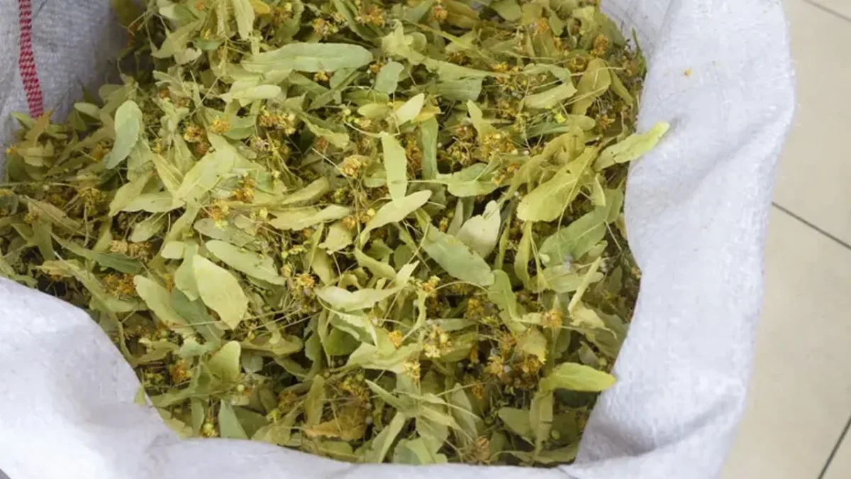 Ateş düşürücü etkisi var