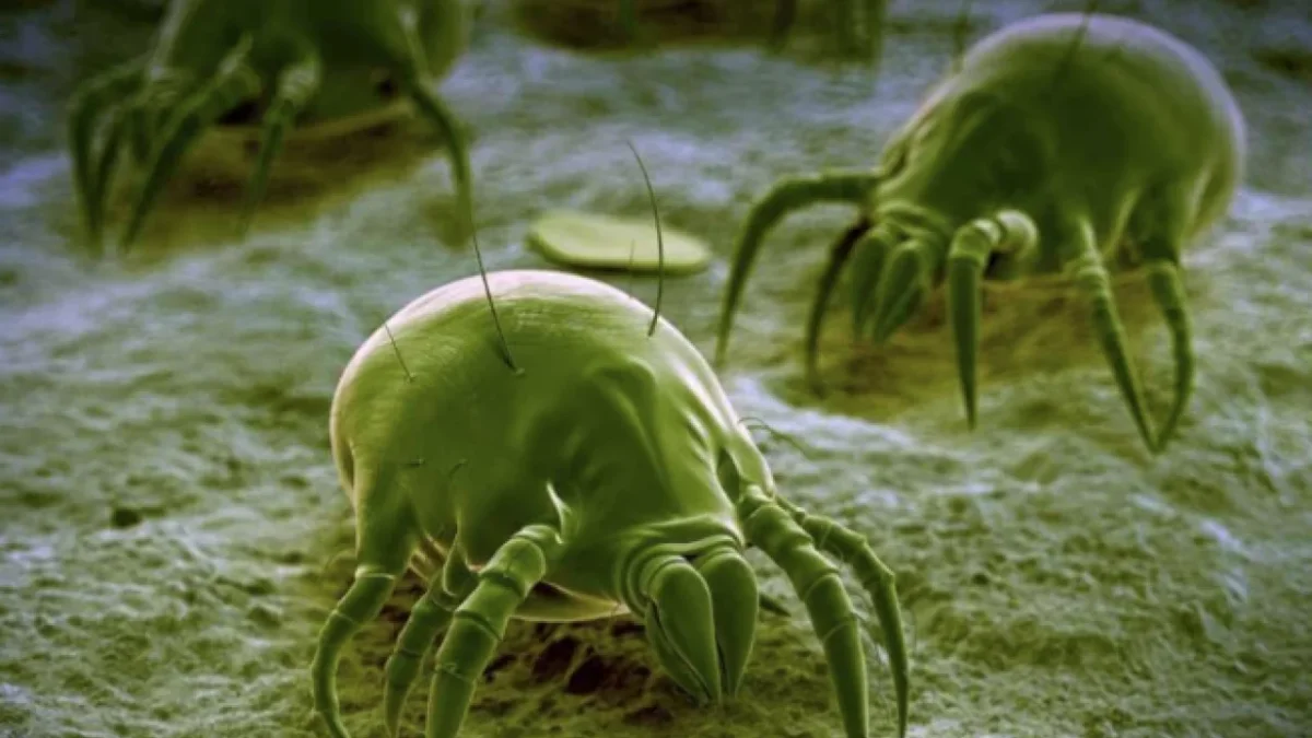 Toz böcekleri nasıl yok edilir?