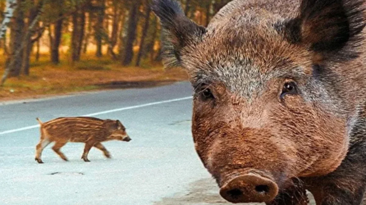 Aydın’da bir kasabın, cami önünde “babasının hayrına” kuşbaşı et dağıttığı, daha sonra etin domuz eti olduğunu itiraf ettiği haberleri gündemi sarsmıştı