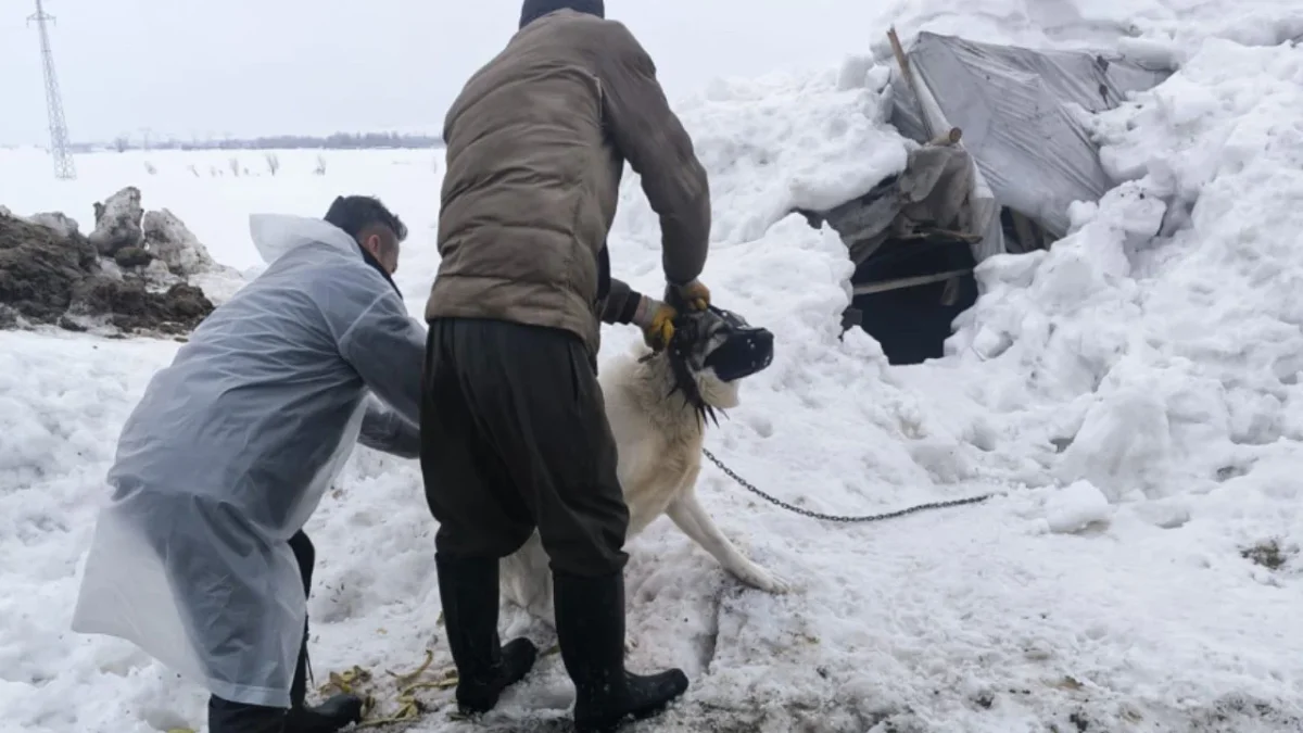 Hakkari’nin Yüksekova ilçesine bağlı Kadıköy köyünde bir eşekte kuduz vakasının kesinleşmesi üzerine