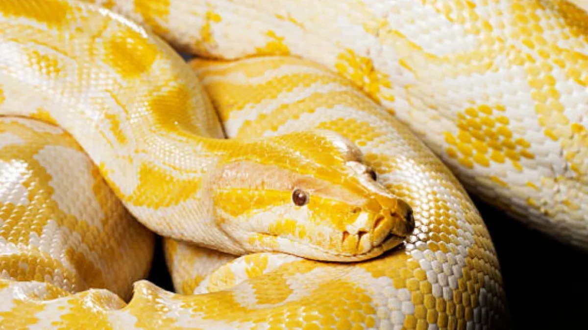 ALBİNO BURMA PİTONU AVM'DE ELE GEÇİRİLDİ