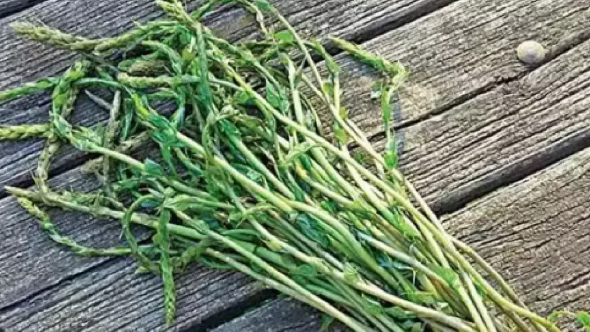 Kemik ağrısı ve romatizmadan eser kalmıyor