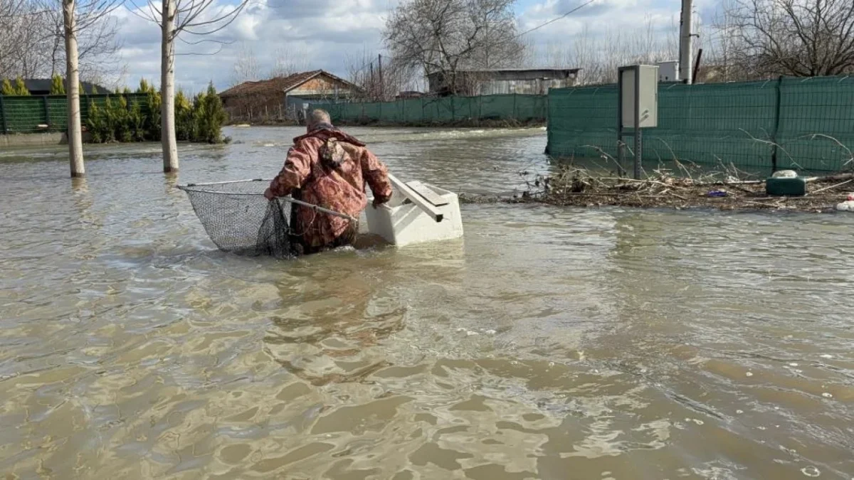 Nehiri bırakan “sazan” şehre indi