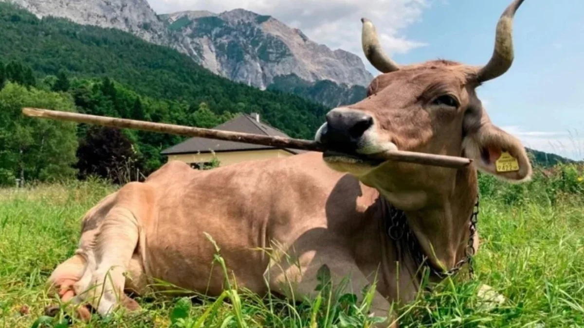 Kars'ta beslediği ineğin boynuz darbesiyle gözünden ağır yaralanan bir kişi