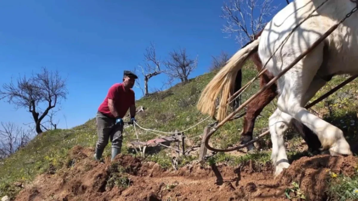 Bunun okulu yok yetişmesi için yıllarca çalışması lazım