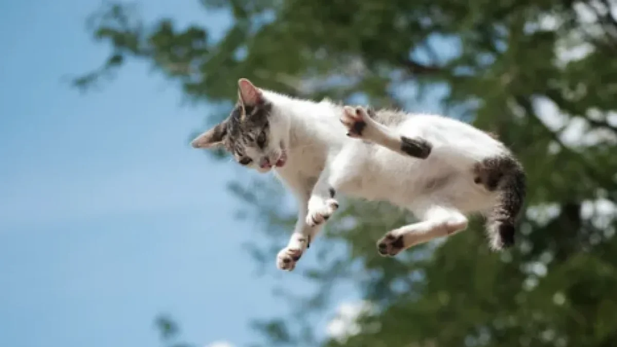 130 yıllık tartışma son buldu