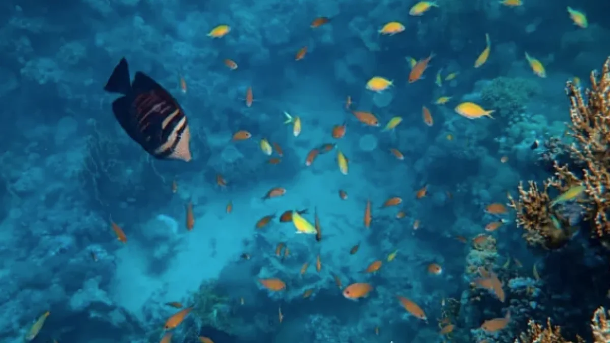 Dünya okyanuslarında kritik bir dönüşüm yaşanıyor