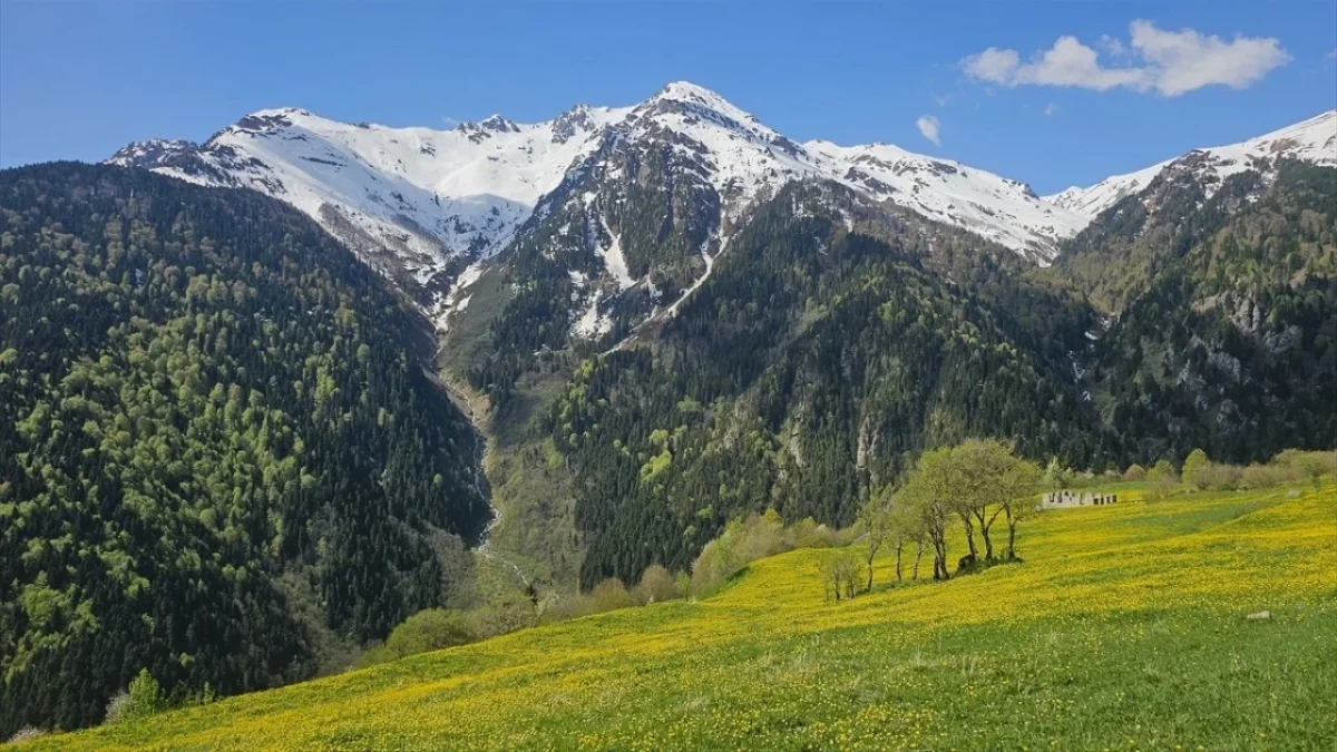 Ka&ccedil;kar Dağları'nda şimdi bahar zamanı