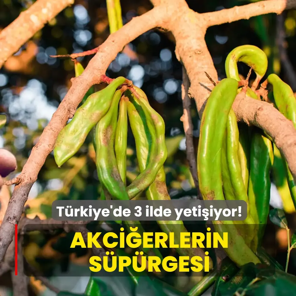 T&uuml;rkiye'de 3 ilde yetişiyor
