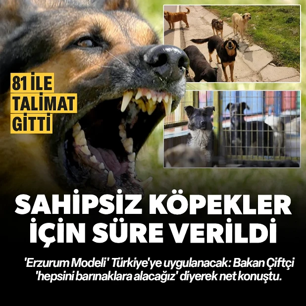 Sokak k&ouml;pekleri i&ccedil;in d&uuml;ğmeye basıldı