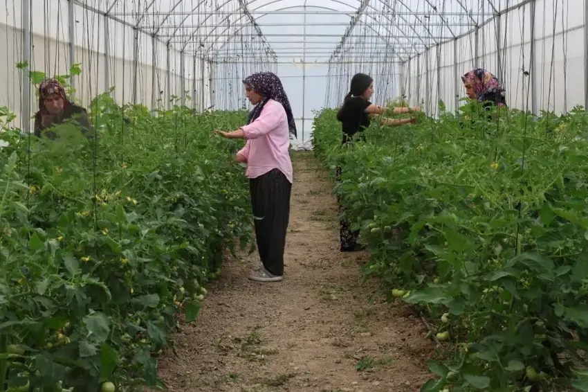 %50 hibe desteğini alan 5 kadın el ele verdi