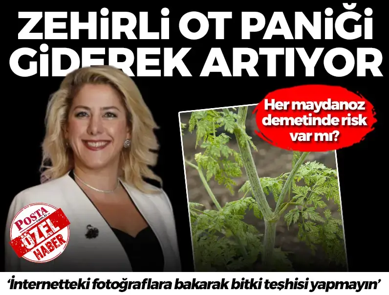 Zehirli ot paniği giderek artıyor