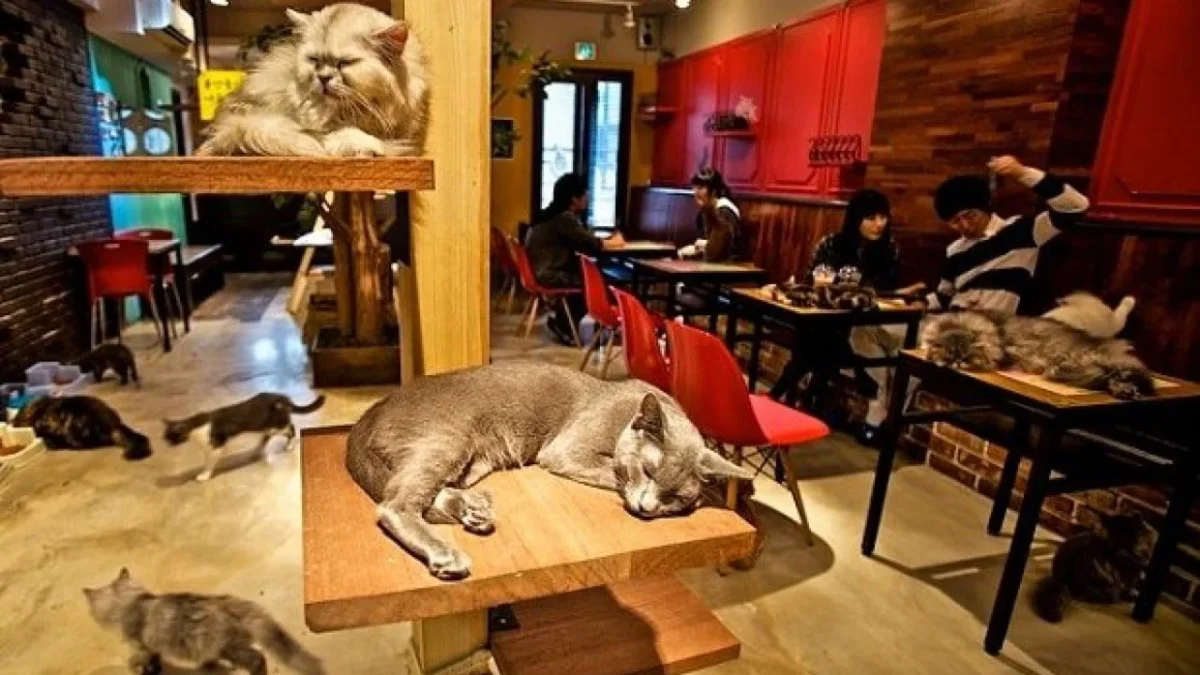Kedi köpek alınmayacak
