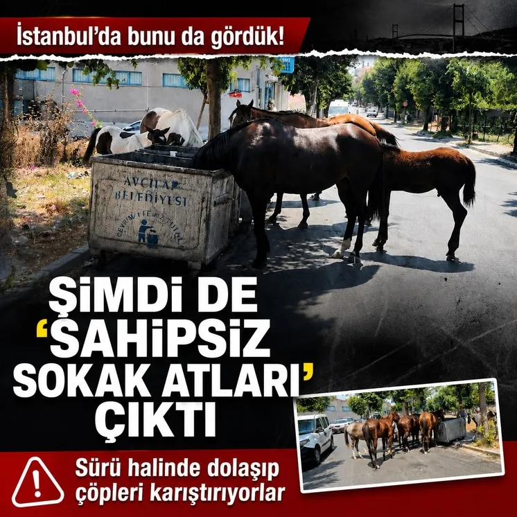 İstanbul'da şimdi de sahipsiz 'sokak atları' sorunu