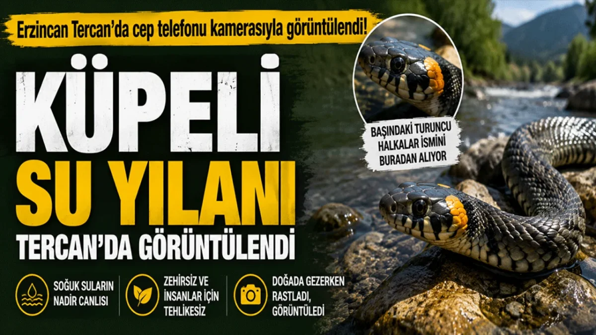 Erzincan'da nadir görülen küpeli su yılanı görüntülendi