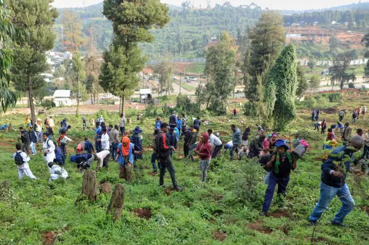 12 saate 353 milyon ağaç dikimi ülkede felakete sebep oldu