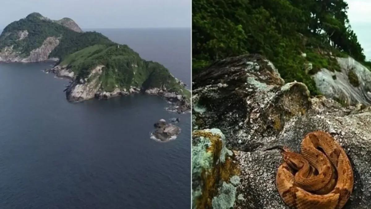 Guam Adası’na kazara ulaşan zehirli Kahverengi ağaç yılanlarına