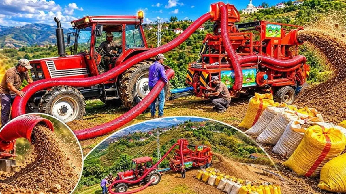 Ordu ve Giresun’da fındık hasatı zamanı
