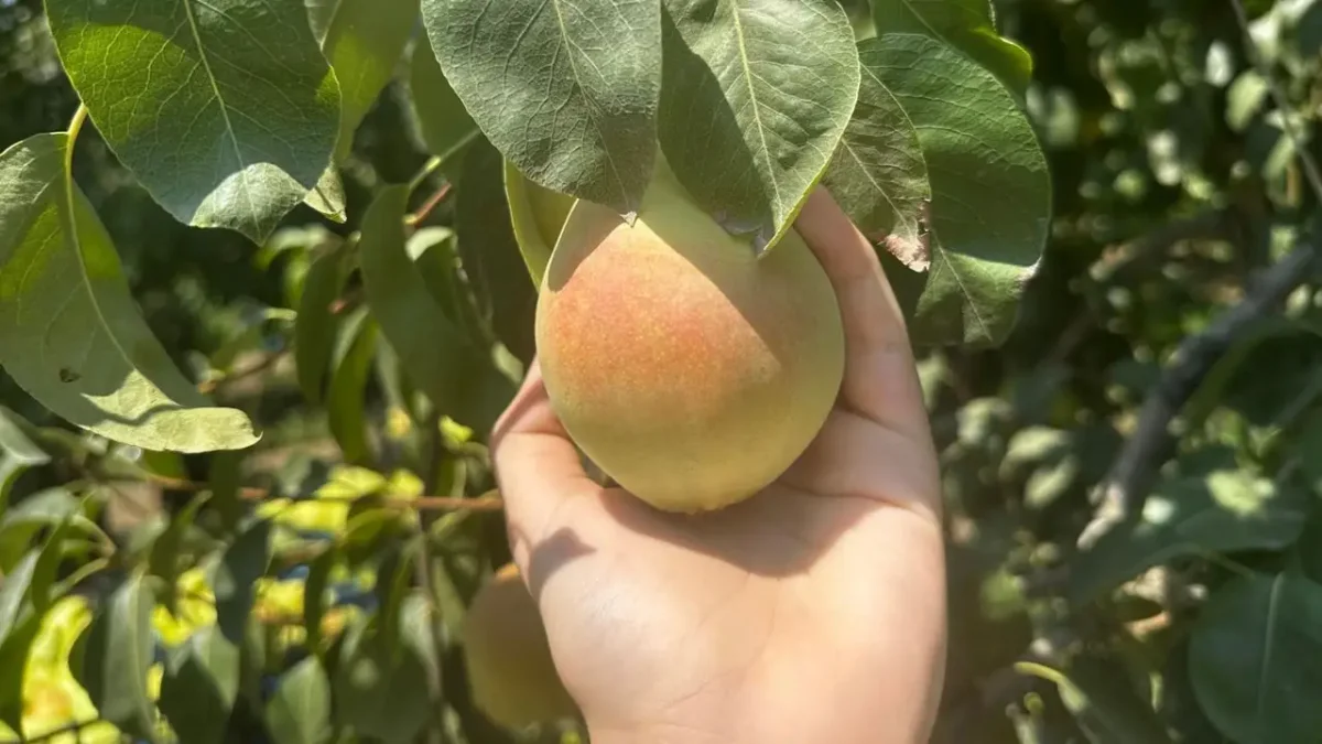 Türkiye’nin armut üretim merkezlerinden Bursa’da